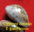 Cypraea (Zonaria) zonaria f. gambiensis, Shaw 1909 